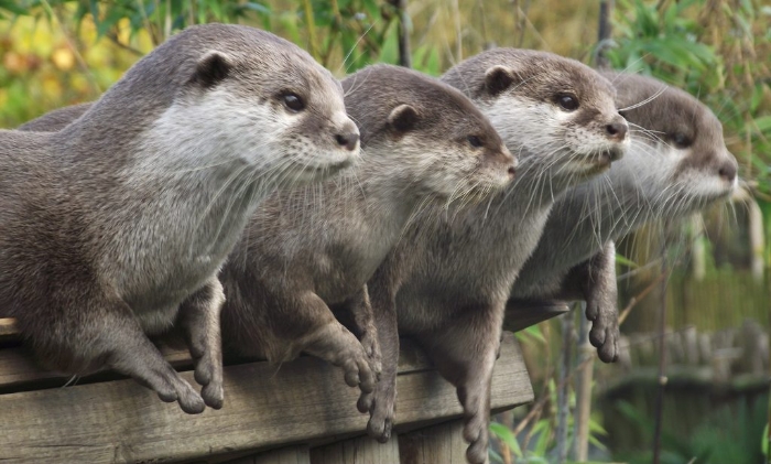 Exciting news for nature lovers! Smooth-coated Otters spotted first ...