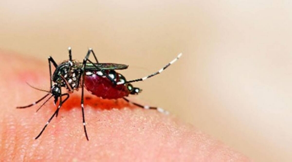 Maharashtra Reports First Zika Virus Case In Pune Newsbharati 0542