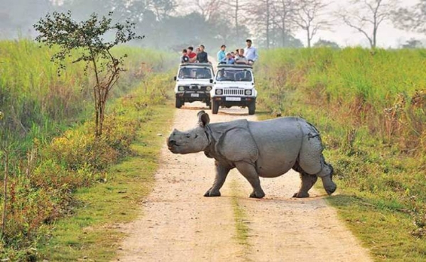 Kaziranga