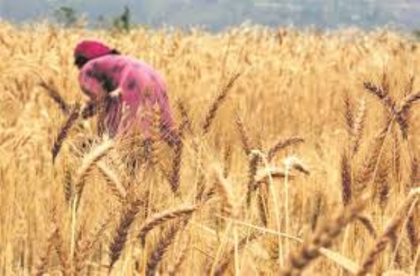 Wheat Export Ban