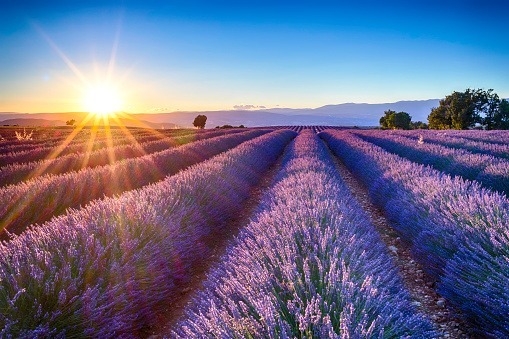 India's first Lavender Festival in Bhaderwah, Jammu and Kashmir