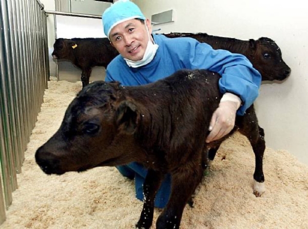 China super cow cloning