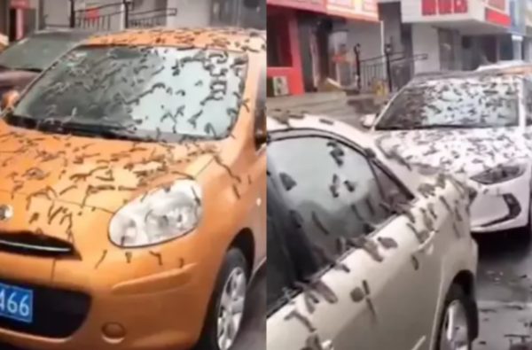 Worm Rain in China