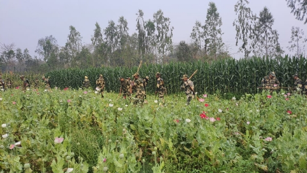 BSF destroys illegal poppy cultivation