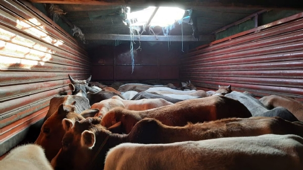 Assam Police recover 24 cattle heads from truck