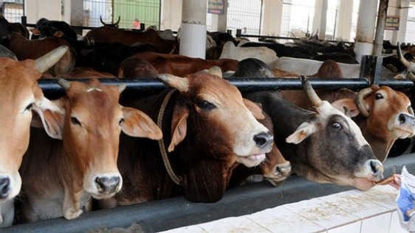 Cattle in Tanker Assam