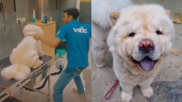 Pet clinic staff kicks & punches dog