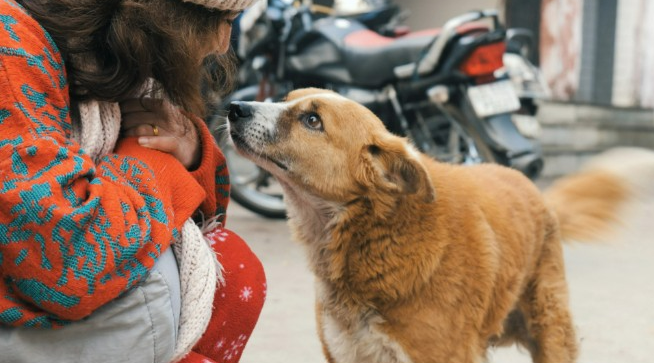 Grand Dogs and Grandparents