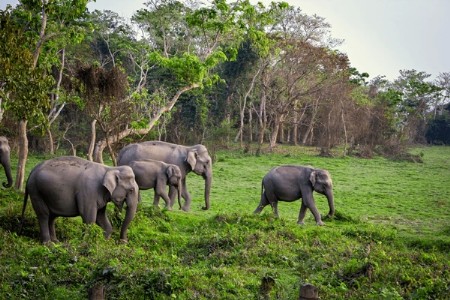 A Conservation Milestone! Elephant Population in Assam Rises to 5,828 in 2024