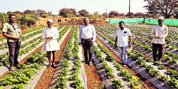 NB Explains | Maharashtra’s Rs 1.2 Crore Boost Powers Bhimashankar’s Tribal Strawberry Boom